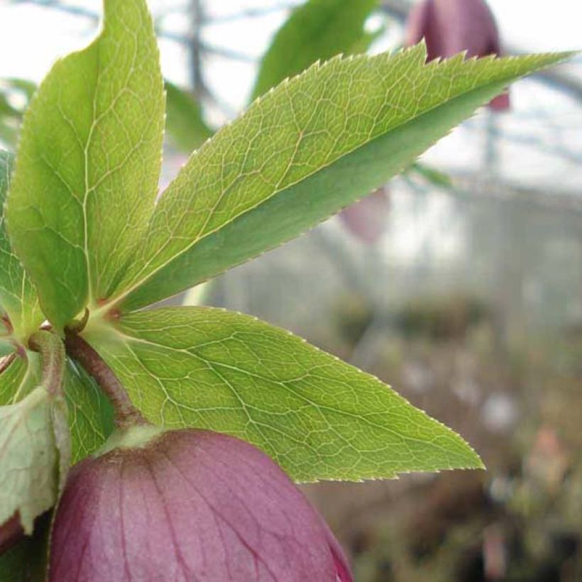 Helleborus orientalis Pink Green Centre (Laub)