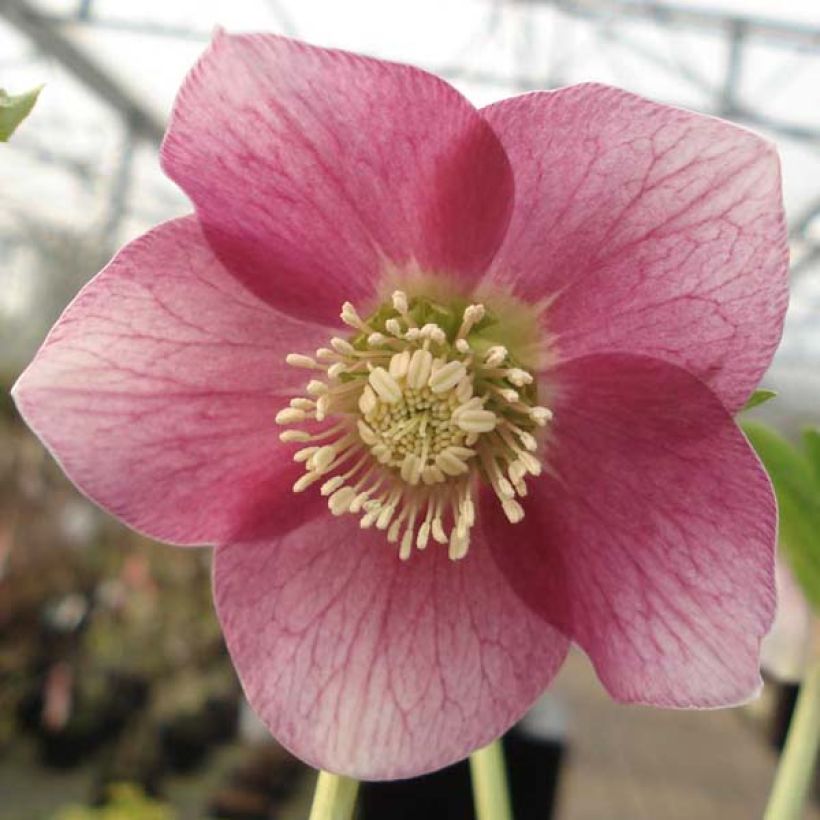 Helleborus orientalis Pink Green Centre (Blüte)