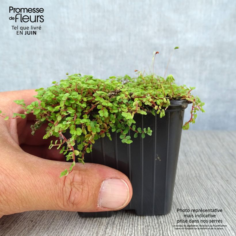 Exemplar von Helxine soleirolii - Soleirolia Kleine Töpfe von 7/8 cm wie im Sommer geliefert