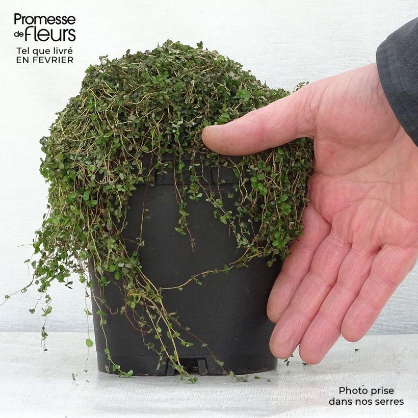 Exemplar von Helxine soleirolii - Soleirolia Topf mit 2L/3L wie im Winter geliefert