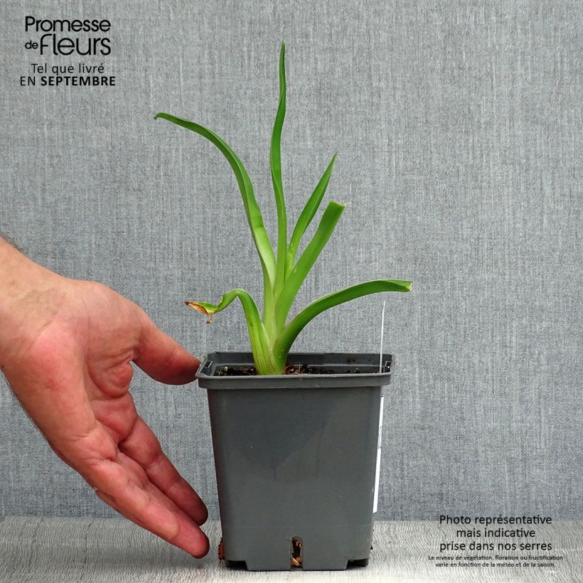 Exemplar von Hemerocallis Alaqua - Taglilie Topf mit 1L/1,5L wie im Sommer geliefert