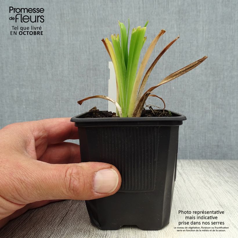 Exemplar von Hemerocallis Apricot Beauty - Taglilie Kleine Töpfe von 8/9 cm wie im Herbst geliefert
