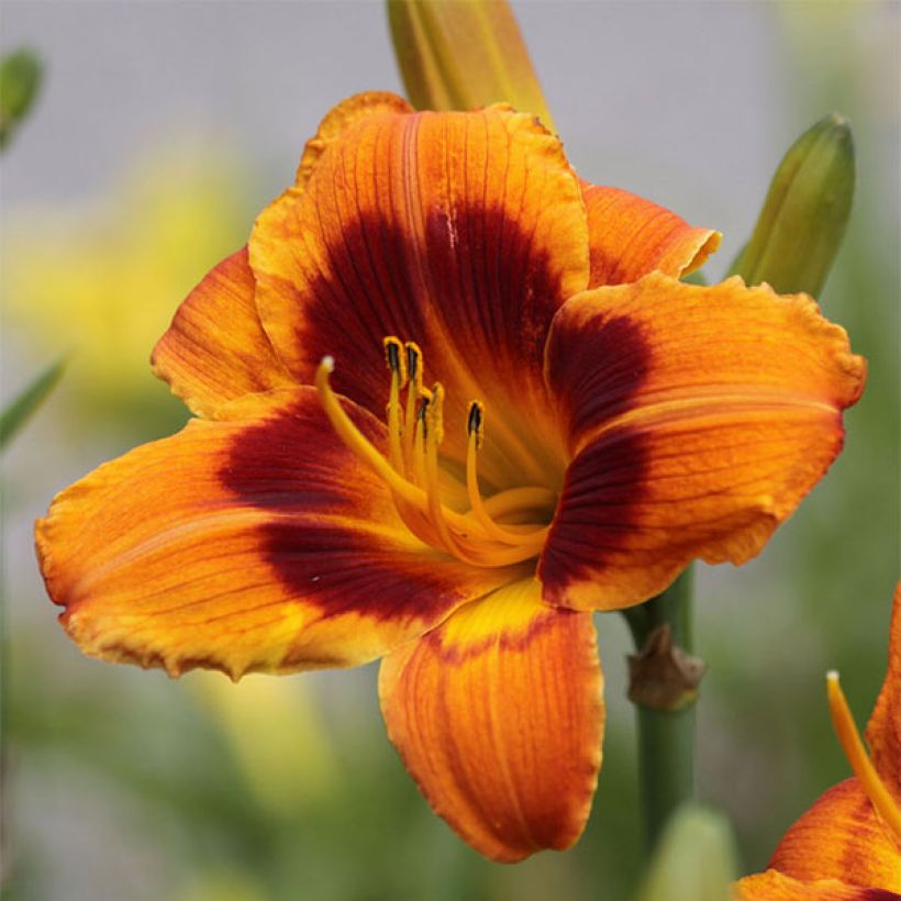 Hemerocallis Hemerocallis Bandit Man - Taglilie (Blüte)