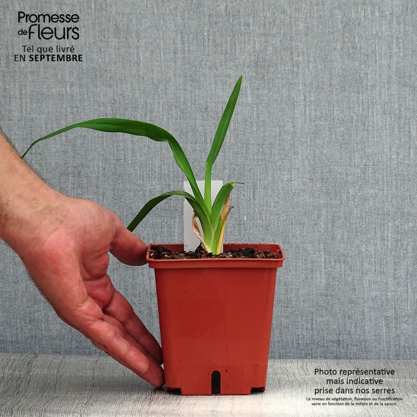 Exemplar von Hemerocallis Barbara Mitchell - Taglilie Topf mit 1L/1,5L wie im Sommer geliefert
