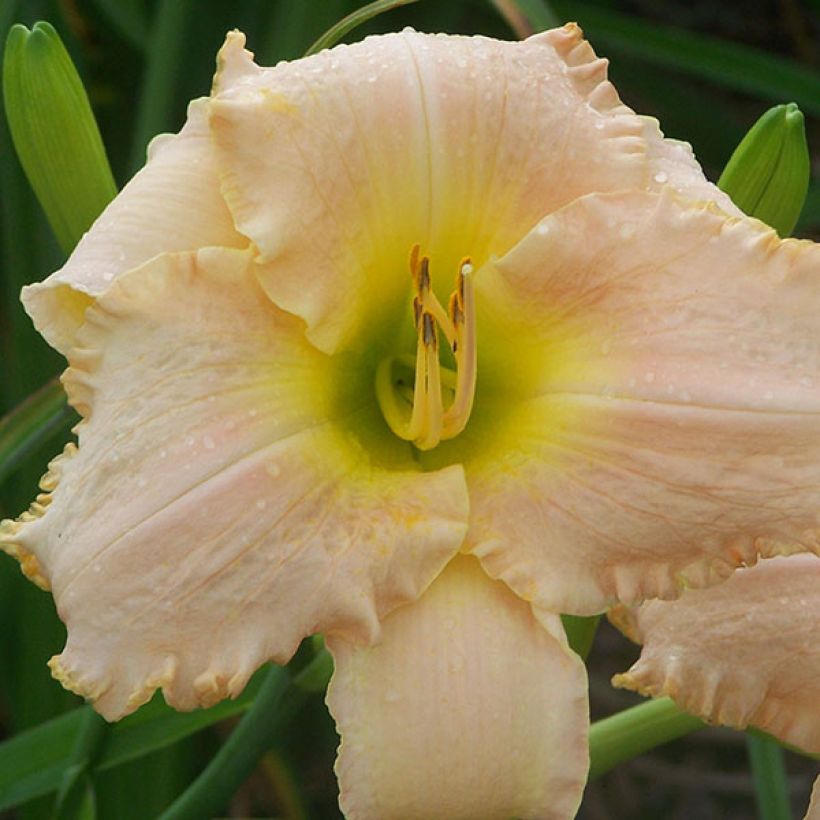 Hemerocallis Hemerocallis Bel Air Dawn - Taglilie (Blüte)