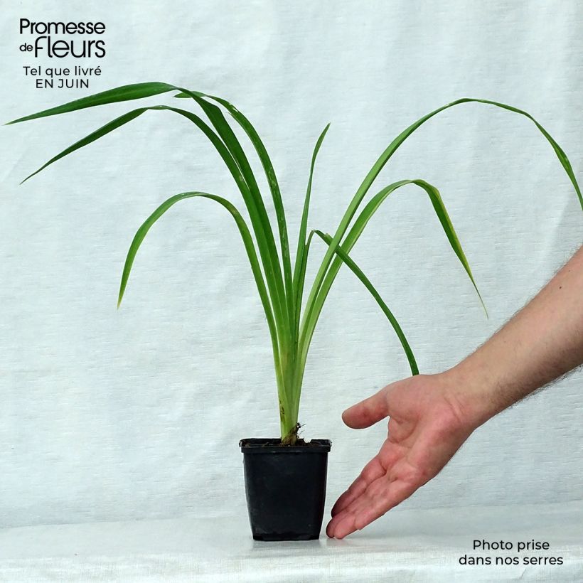 Exemplar von Hemerocallis Bela Lugosi - Taglilie Topf mit 1L/1,5L wie im Sommer geliefert