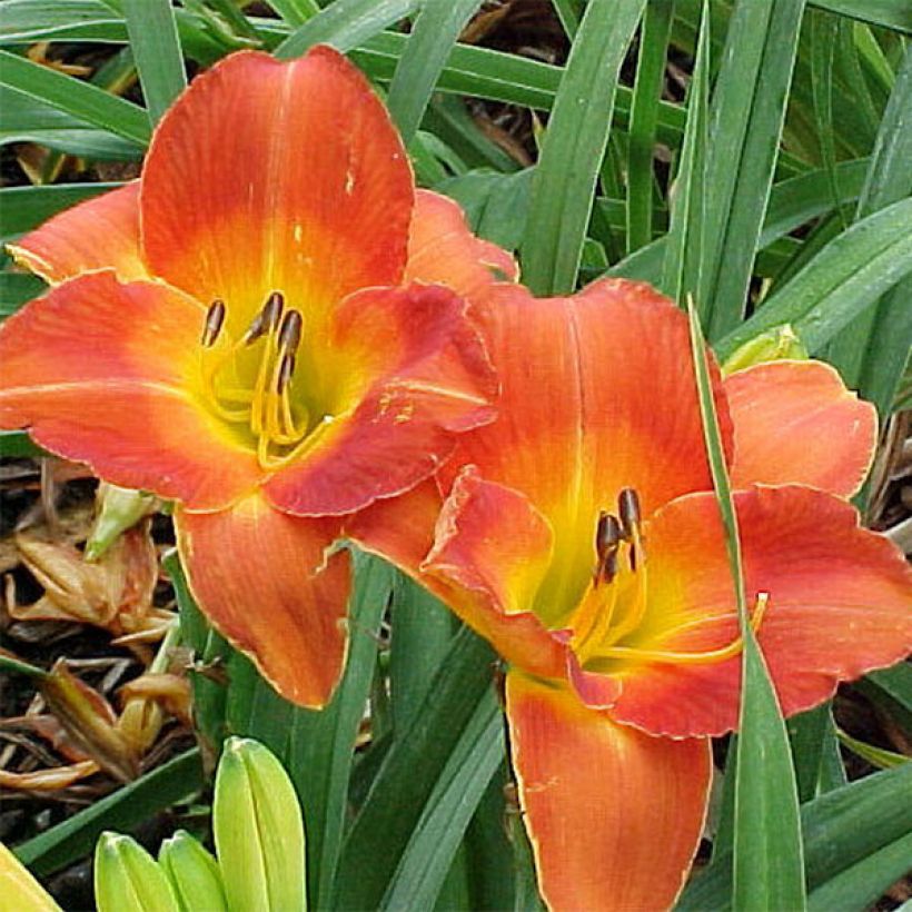 Hemerocallis Bittersweet Holiday - Taglilie (Blüte)