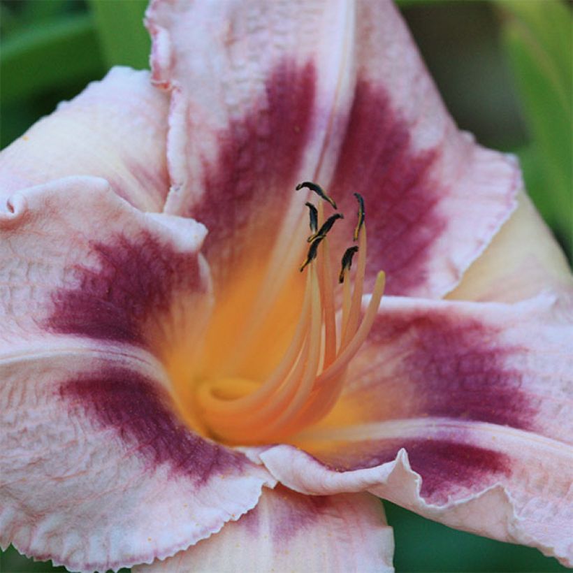 Hemerocallis Blueberry Sunday - Taglilie (Blüte)