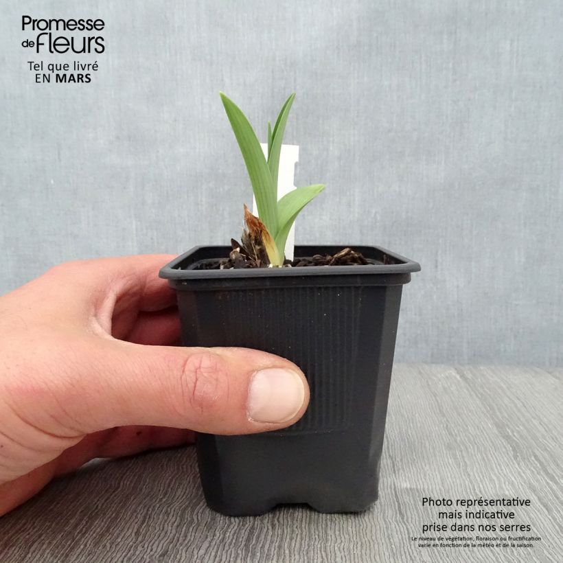Exemplar von Hemerocallis By Myself - Taglilie Kleine Töpfe von 8/9 cm wie im Frühjahr geliefert