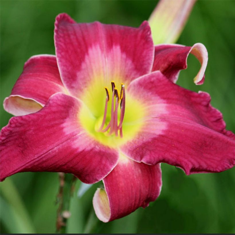 Hemerocallis Cameroons - Taglilie (Blüte)