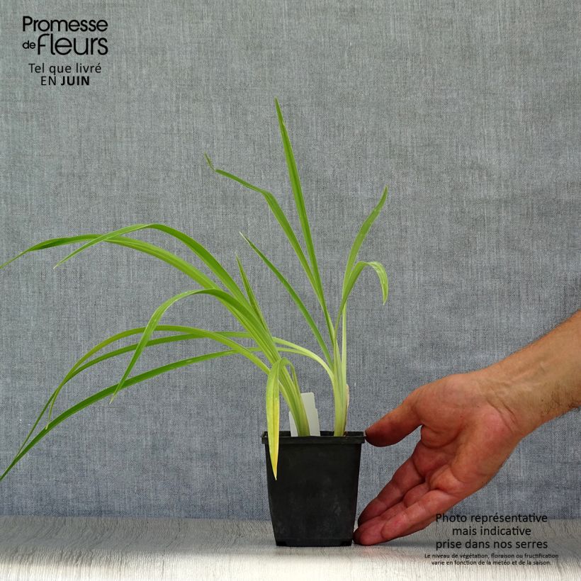 Exemplar von Hemerocallis Chicago Knobby - Taglilie Kleine Töpfe von 8/9 cm wie im Sommer geliefert
