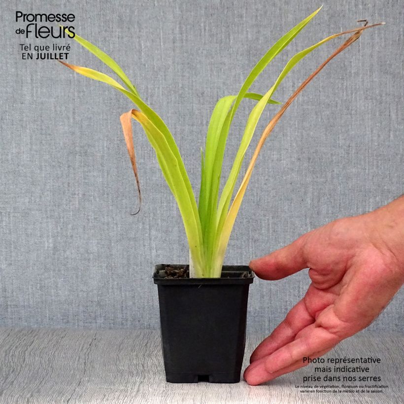 Exemplar von Hemerocallis Chicago Sunrise - Taglilie Kleine Töpfe von 8/9 cm wie im Sommer geliefert