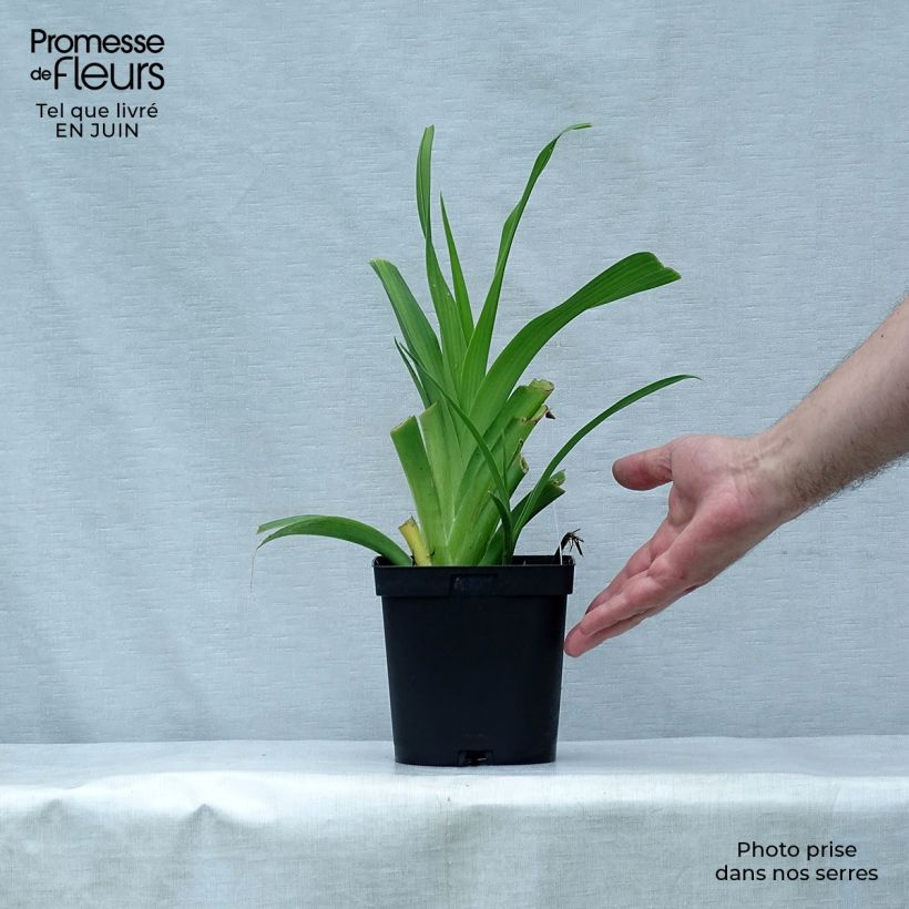 Exemplar von Hemerocallis Chocolate Candy - Taglilie Topf mit 2L/3L wie im Sommer geliefert