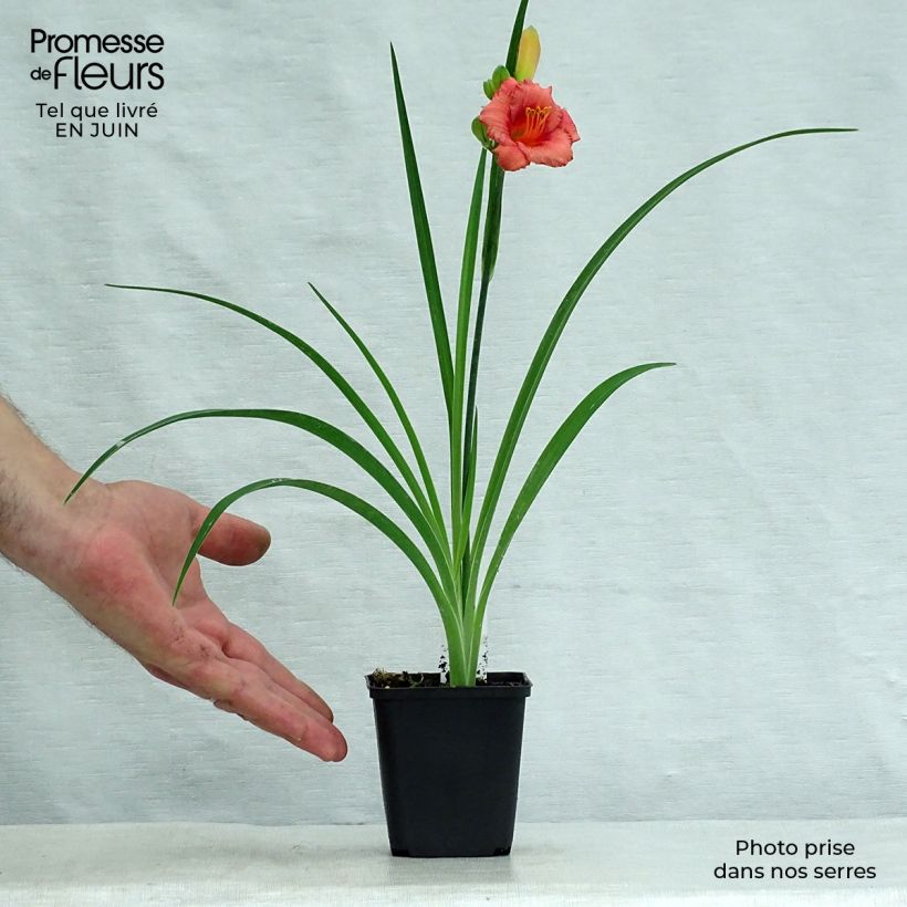 Exemplar von Hemerocallis Cosmopolitan - Taglilie Kleine Töpfe von 8/9 cm wie im Sommer geliefert