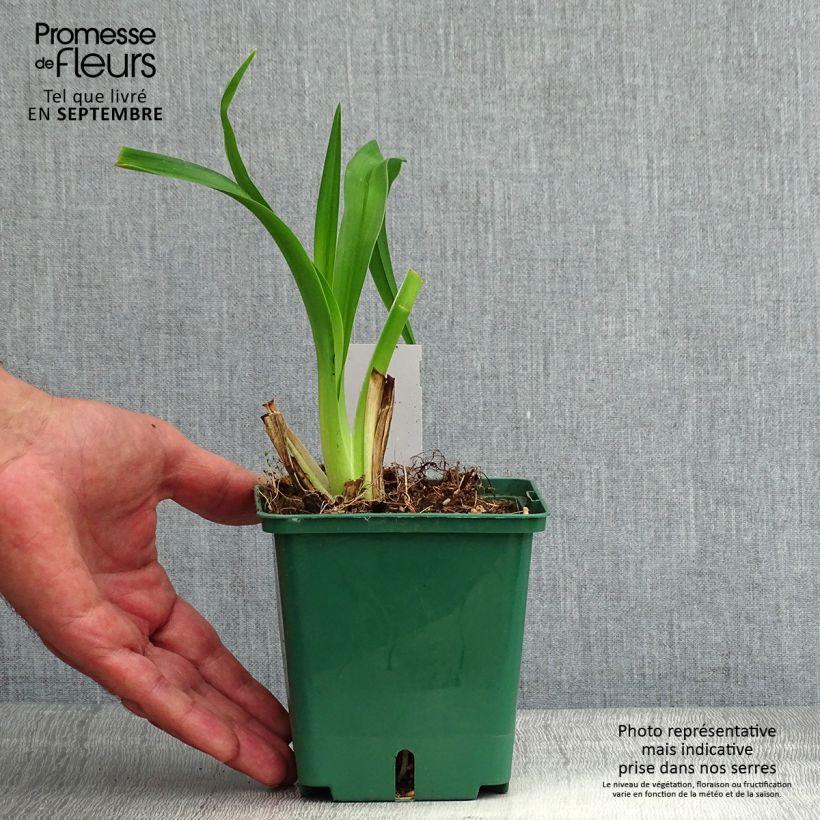 Exemplar von Hemerocallis Daring Dilemma - Taglilie Topf mit 1L/1,5L wie im Sommer geliefert