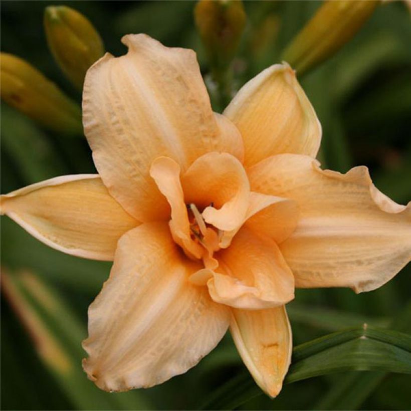 Hemerocallis Double Entendre - Taglilie (Blüte)