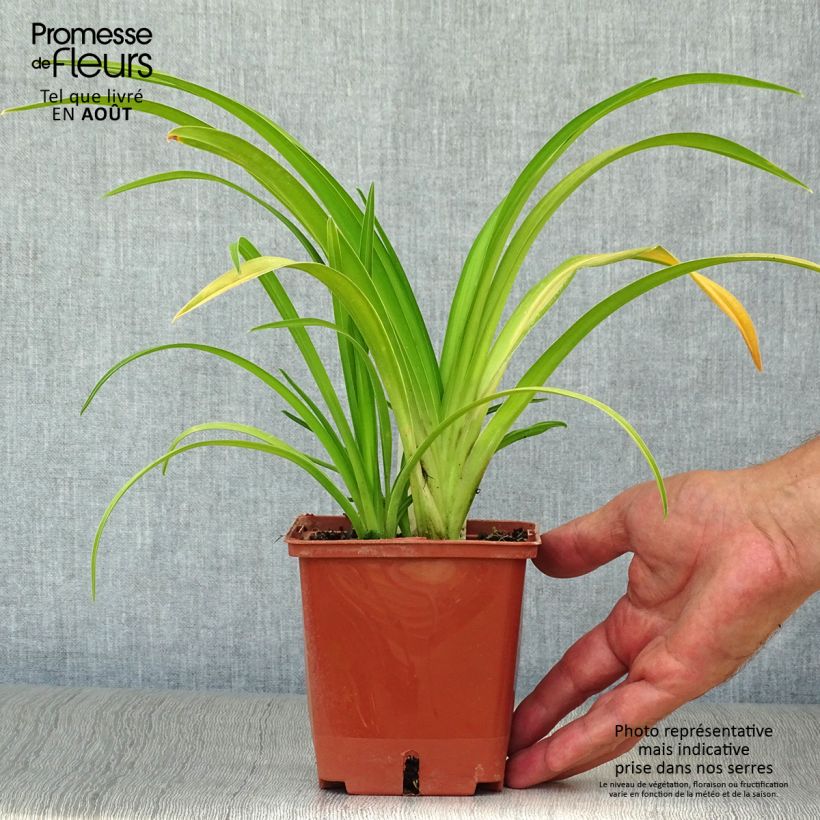 Exemplar von Hemerocallis Dragons Eye - Taglilie Topf mit 1L/1,5L wie im Sommer geliefert