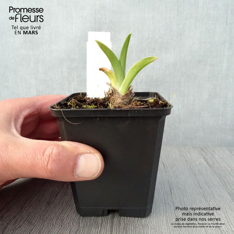 Exemplar von Hemerocallis El Desperado - Taglilie Kleine Töpfe von 8/9 cm wie im Frühjahr geliefert