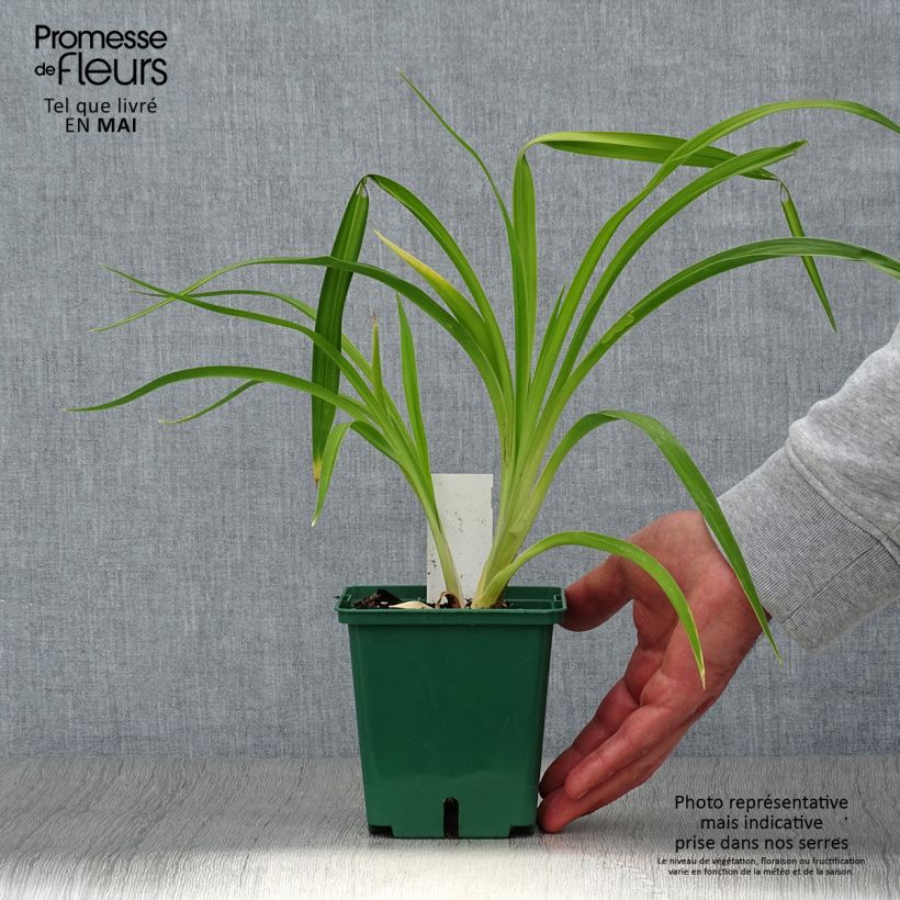 Exemplar von Hemerocallis Eyed Beauty - Taglilie Topf mit 1L/1,5L wie im Frühjahr geliefert
