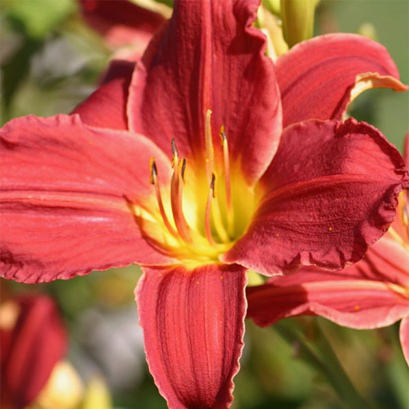Hemerocallis Fabulous Favorite - Taglilie (Blüte)