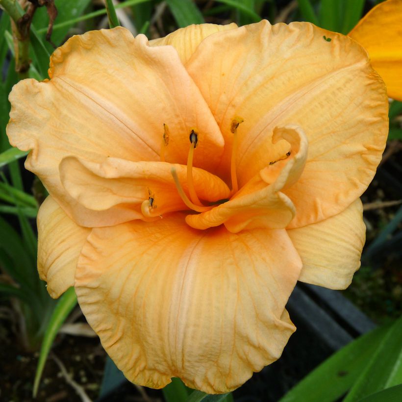 Hemerocallis Flower Pavilion - Taglilie (Blüte)