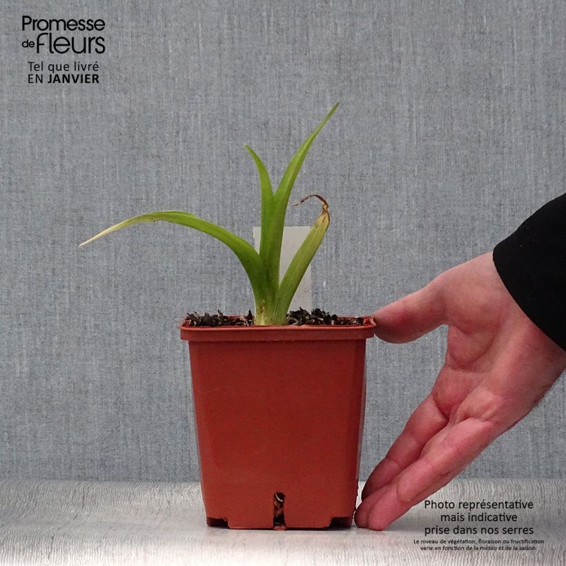 Exemplar von Hemerocallis Indy Reflections - Taglilie Topf mit 1L/1,5L wie im Winter geliefert