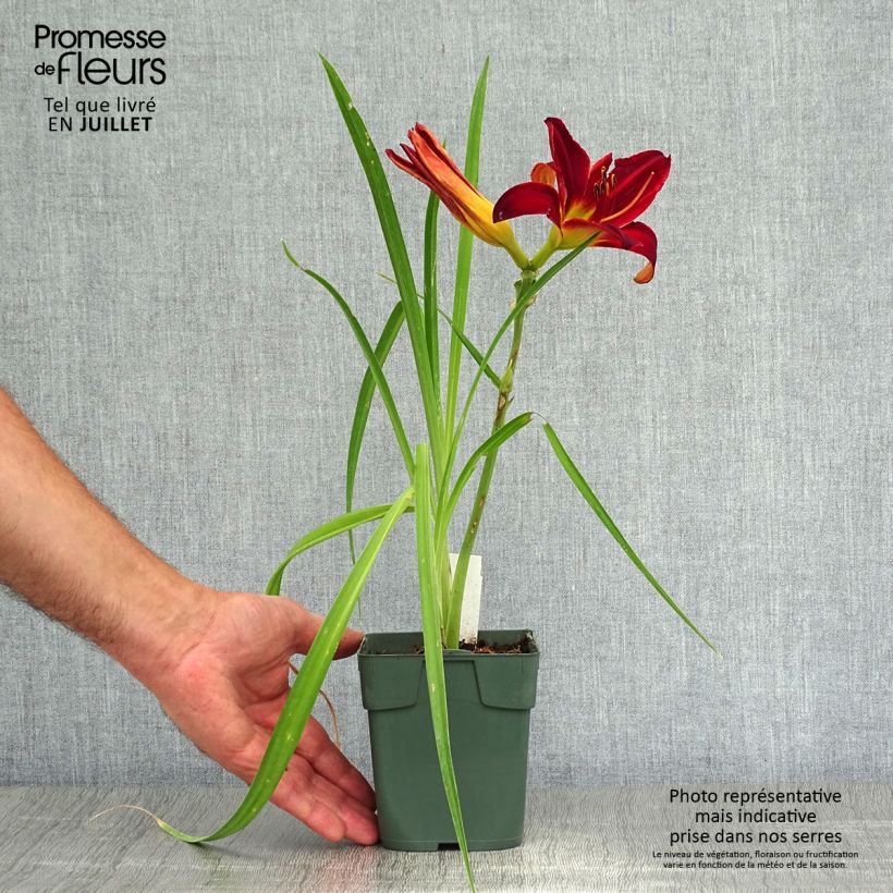 Exemplar von Hemerocallis Jolly Hearts - Taglilie Kleine Töpfe von 8/9 cm wie im Sommer geliefert