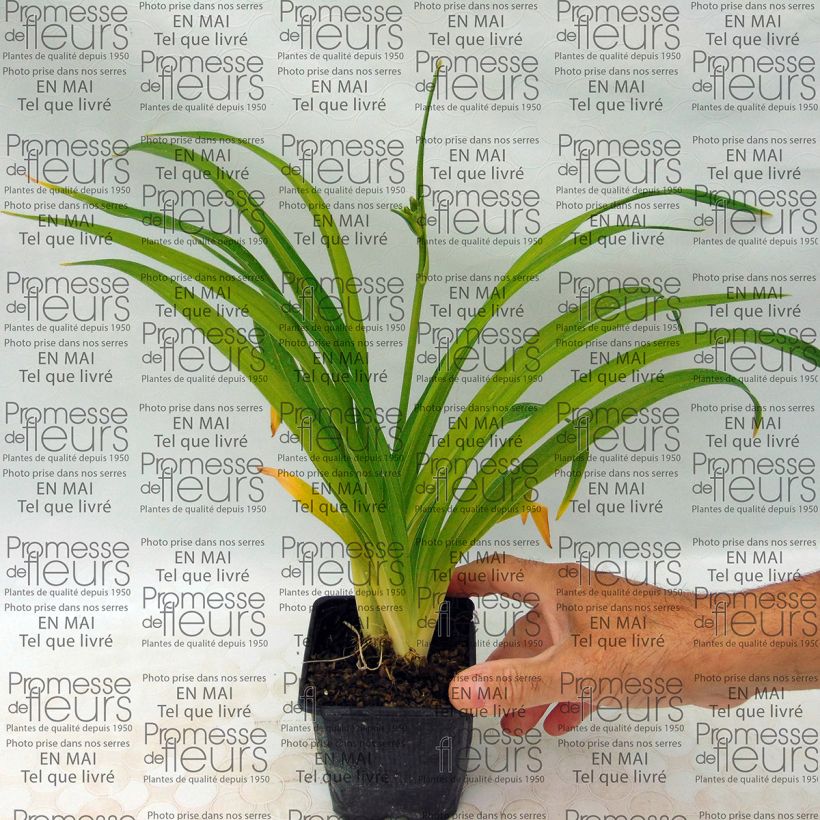 Beispiel eines Exemplars von Hemerocallis Little Business - Taglilie Kleine Töpfe von 8/9 cm wie geliefert