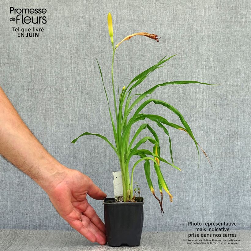 Exemplar von Hemerocallis Neyron Rose - Taglilie Kleine Töpfe von 8/9 cm wie im Sommer geliefert
