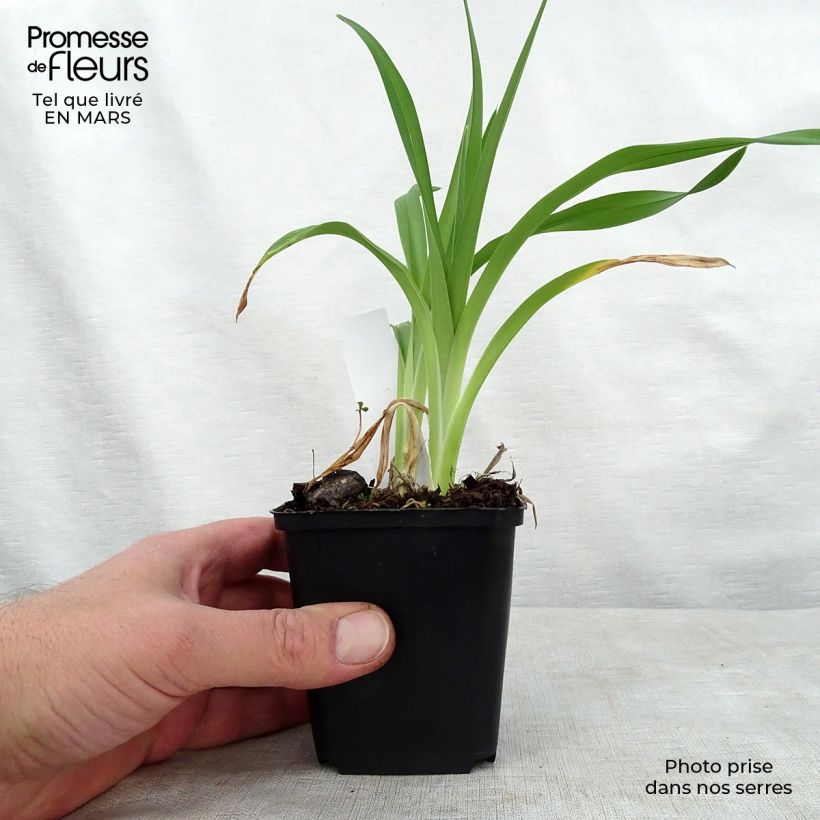 Exemplar von Hemerocallis Night Embers - Taglilie Topf mit 1L/1,5L wie im Frühjahr geliefert