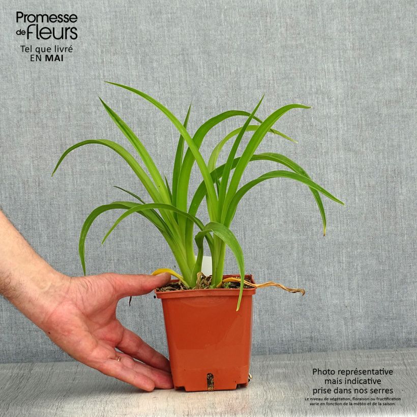 Exemplar von Hemerocallis Piano Man - Taglilie Topf mit 1L/1,5L wie im Frühjahr geliefert
