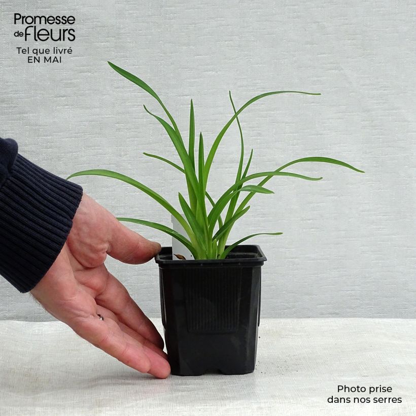 Exemplar von Hemerocallis Rosy Returns - Taglilie Kleine Töpfe von 8/9 cm wie im Frühjahr geliefert