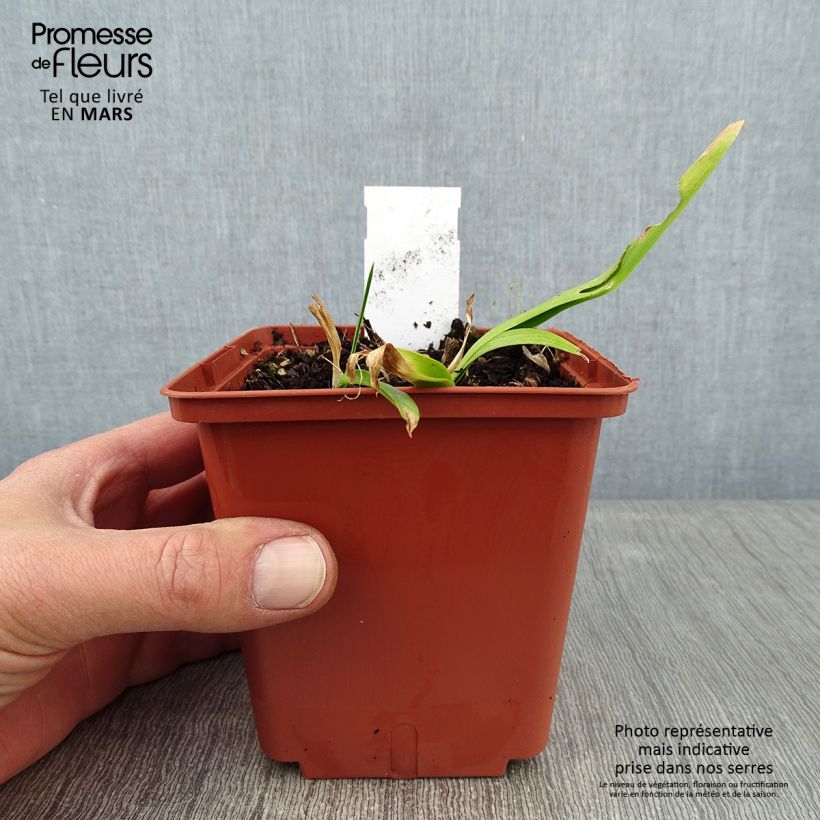 Exemplar von Hemerocallis Sabine Baur - Taglilie Topf mit 1L/1,5L wie im Winter geliefert