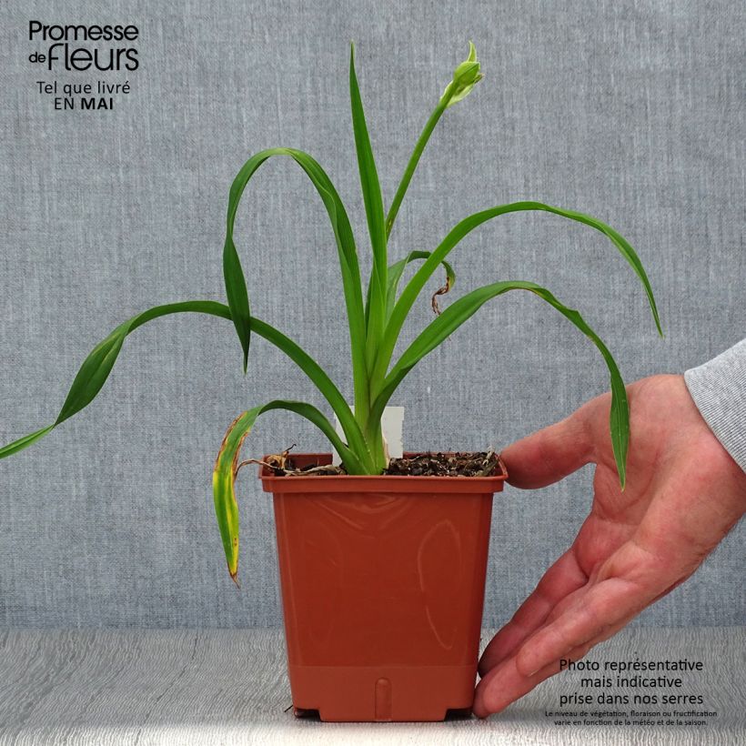 Exemplar von Hemerocallis Sabine Baur - Taglilie Topf mit 1L/1,5L wie im Frühjahr geliefert