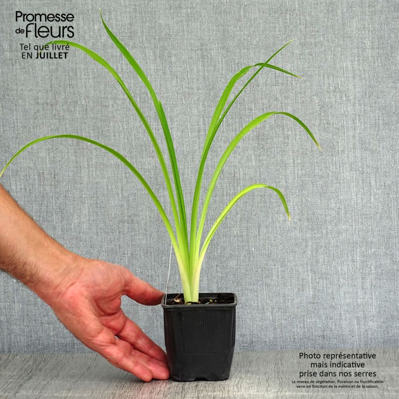 Exemplar von Hemerocallis Shooting Star - Taglilie Kleine Töpfe von 8/9 cm wie im Sommer geliefert