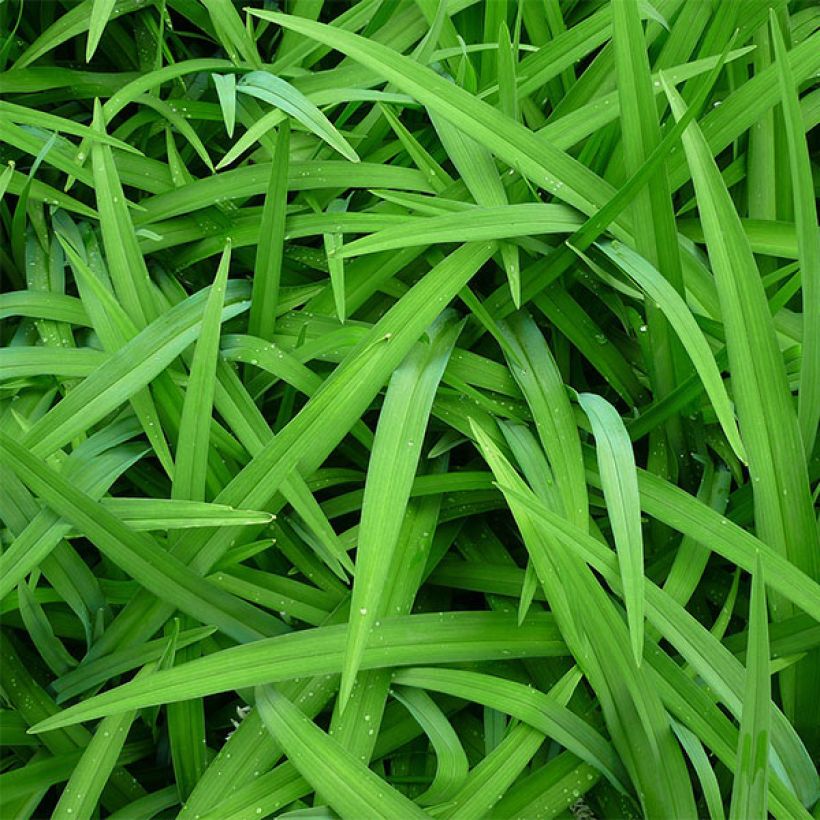 Hemerocallis Siloam Bo Peep - Taglilie (Laub)