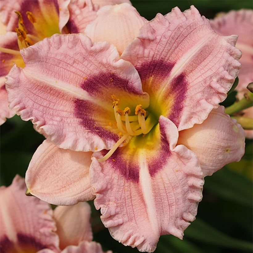 Hemerocallis Siloam Merle Kent - Taglilie (Blüte)