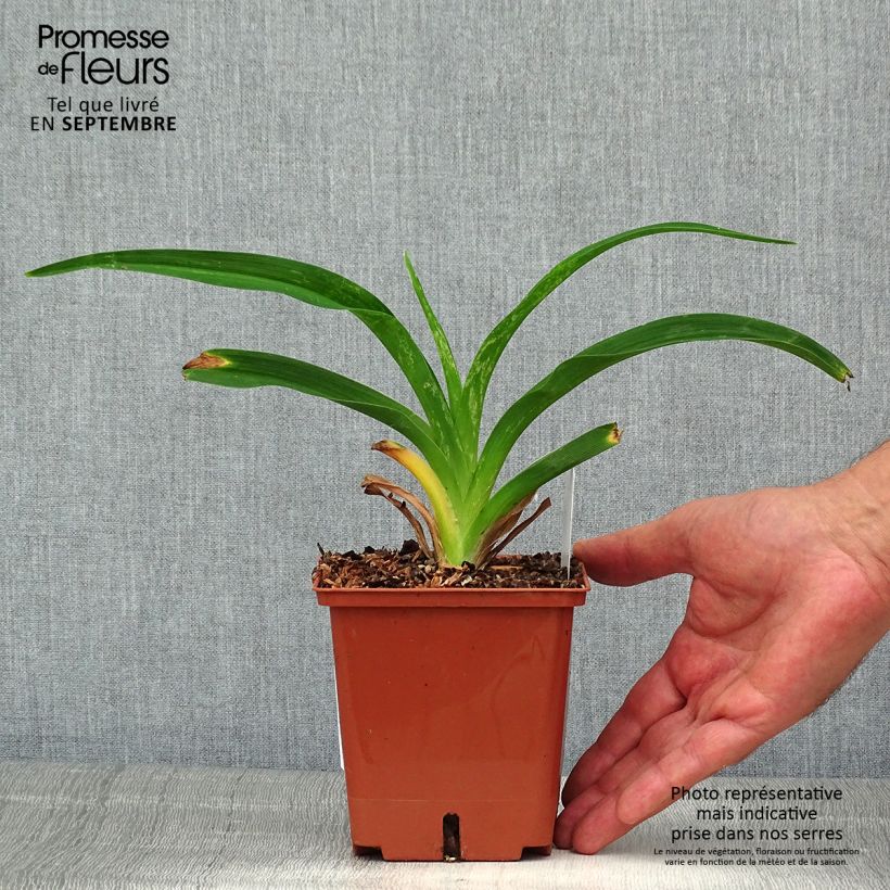 Exemplar von Hemerocallis Siloam Virginia Henson - Taglilie Topf mit 1L/1,5L wie im Sommer geliefert