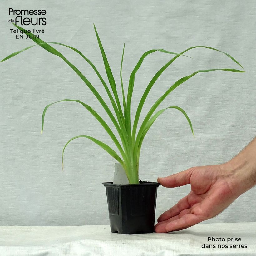 Exemplar von Hemerocallis Snowy Apparition - Taglilie Kleine Töpfe von 8/9 cm wie im Sommer geliefert