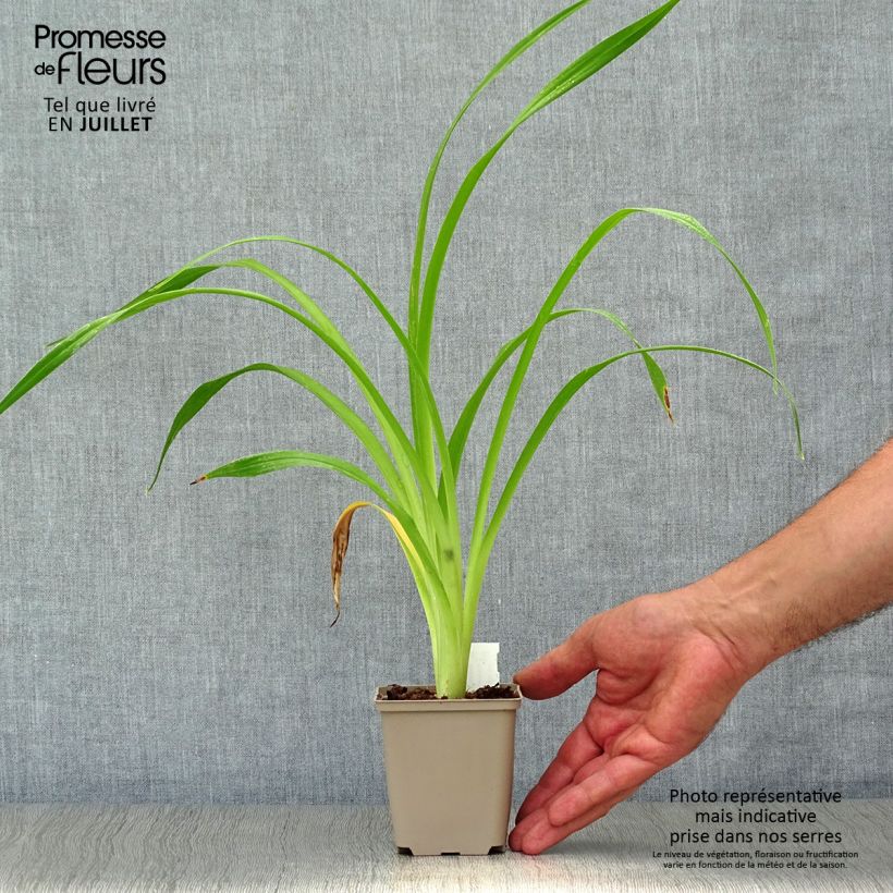 Exemplar von Hemerocallis South Seas - Taglilie Kleine Töpfe von 8/9 cm wie im Sommer geliefert