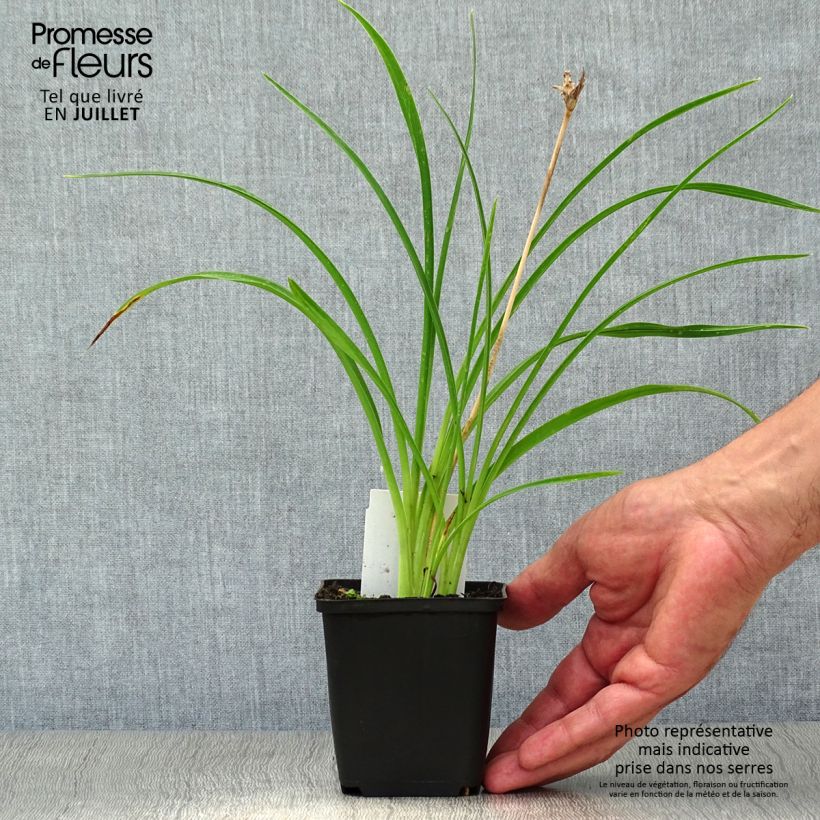 Exemplar von Hemerocallis Stella de Oro - Taglilie Kleine Töpfe von 8/9 cm wie im Sommer geliefert