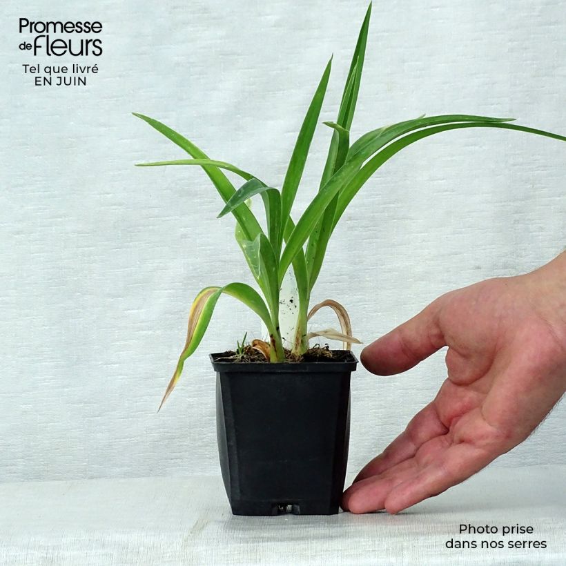 Exemplar von Hemerocallis Strawberry Candy - Taglilie Kleine Töpfe von 8/9 cm wie im Sommer geliefert