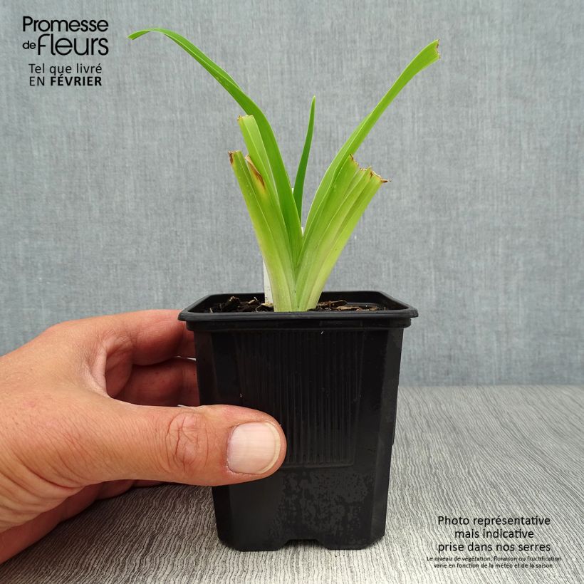 Exemplar von Hemerocallis Strawberry Fields For Ever - Taglilie Kleine Töpfe von 8/9 cm wie im Herbst geliefert