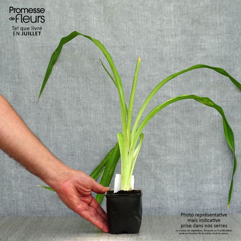 Exemplar von Hemerocallis Strutter s Ball - Taglilie Kleine Töpfe von 8/9 cm wie im Sommer geliefert