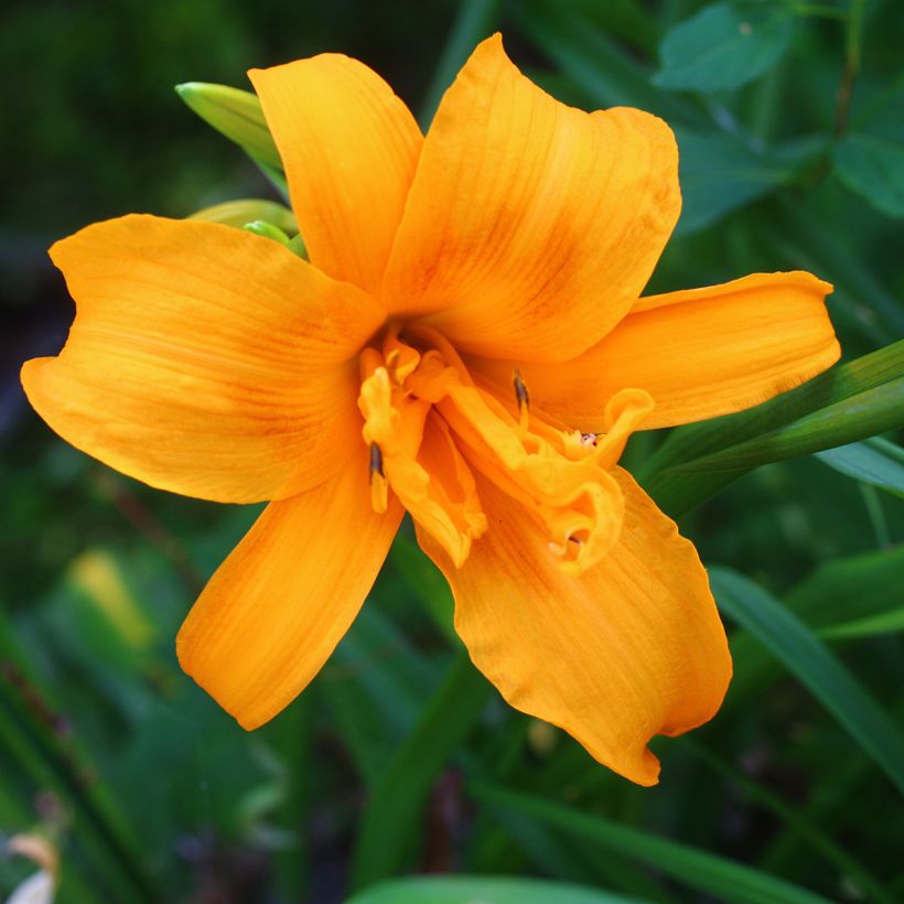 Hemerocallis Three Tears - Taglilie (Blüte)
