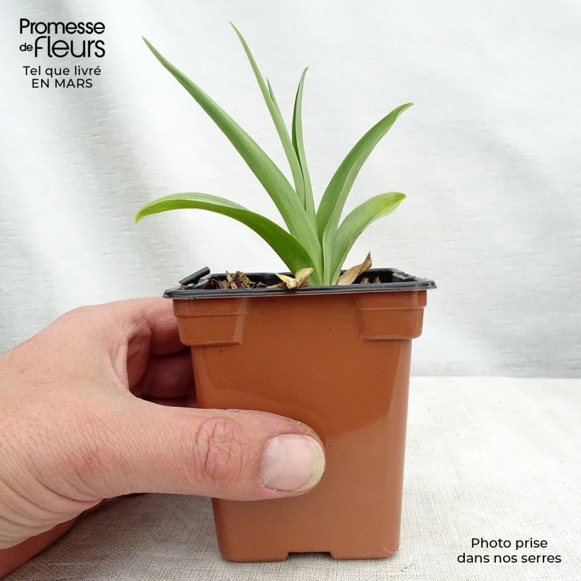 Exemplar von Hemerocallis Buttercup - Taglilie Kleine Töpfe von 8/9 cm wie im Winter geliefert