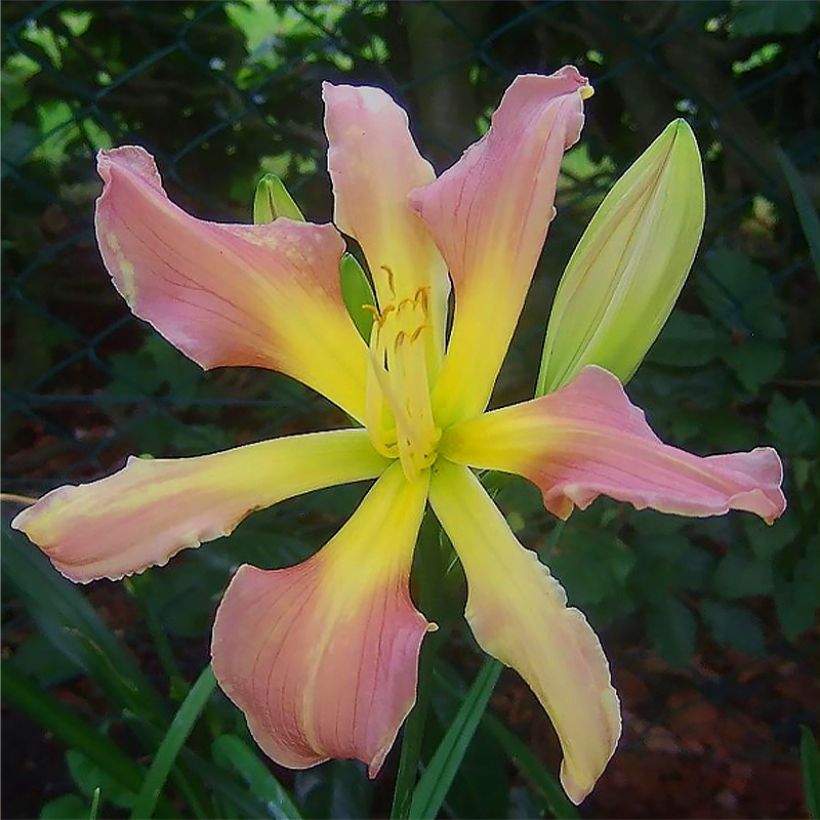 Hemerocallis Flight of The Dragon - Taglilie (Blüte)