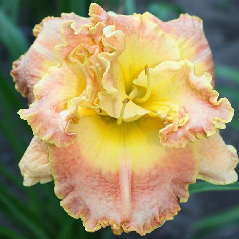 Hemerocallis Nature's Crown - Taglilie (Blüte)