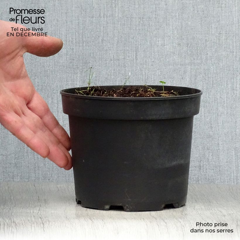 Exemplar von Hemerocallis middendorffii - Taglilie Topf mit 2L/3L wie im Winter geliefert