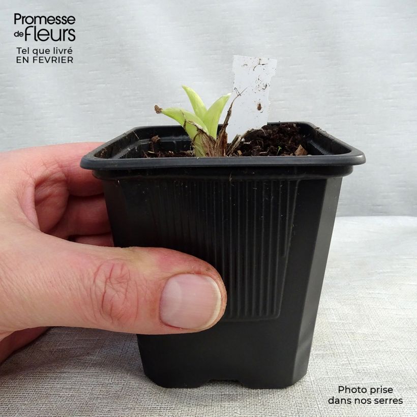 Exemplar von Hemerocallis Patricia Jojo - Taglilie Kleine Töpfe von 8/9 cm wie im Winter geliefert